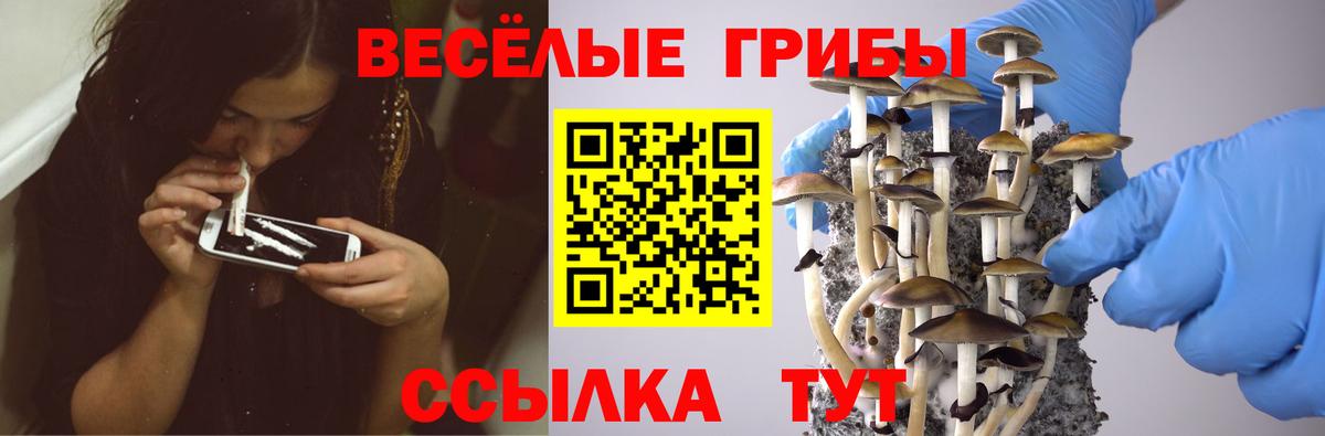 Ишим  Псилоцибиновые грибы Psilocybine cubensis  Вход с VPN 